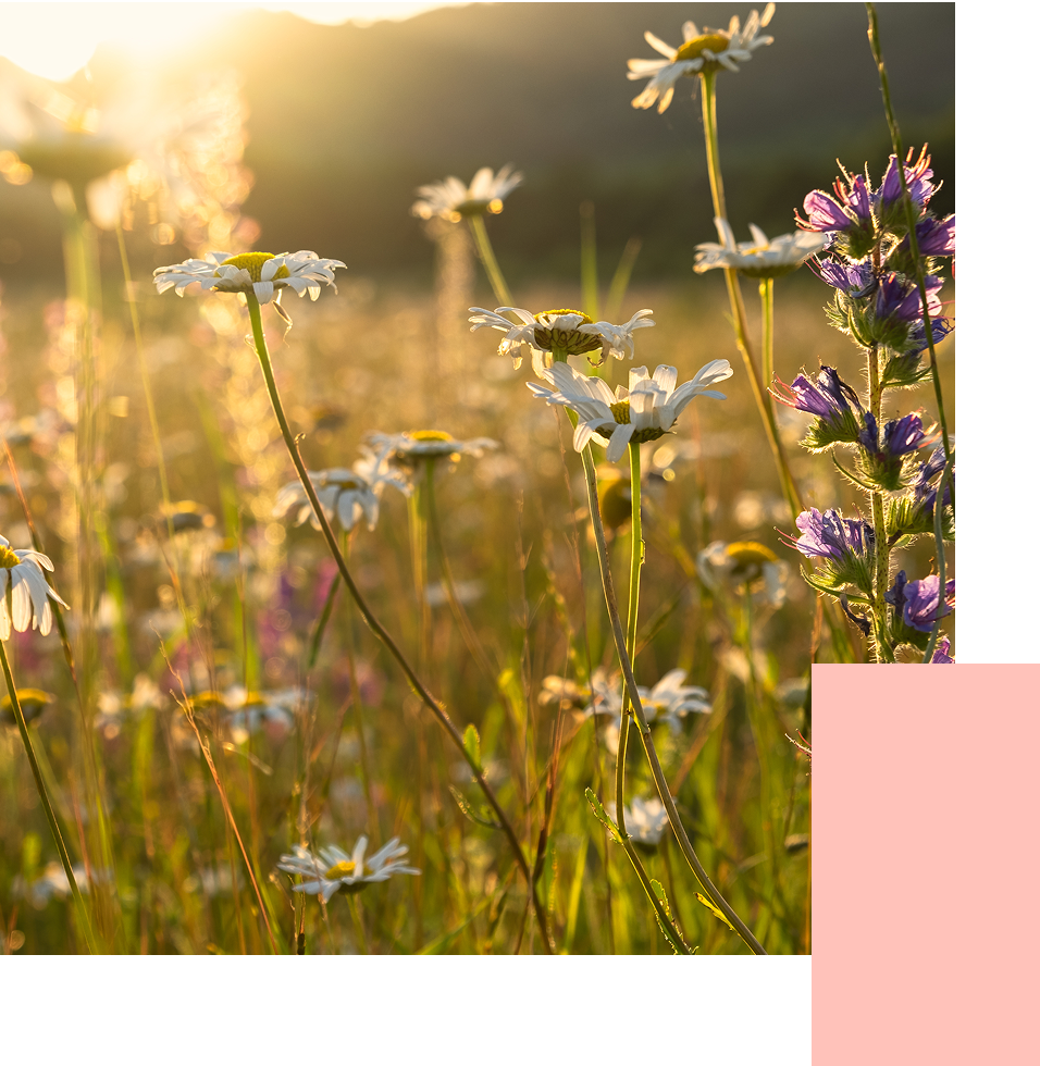 HEJ_Nachhaltigkeit_Bluehwiesen